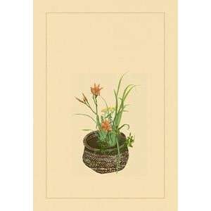  Poster 12 x 18 stock. Daylily, Miscanthus, Japanese 