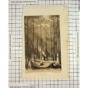 Antique Print View Gum Forest Trees Walton Engraving