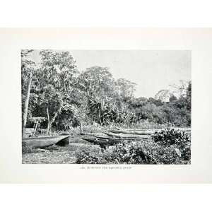  1906 Print Pandanus Swamp Mangrove Liberia Africa Boats 