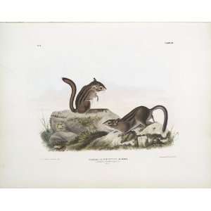   James Audubon   24 x 20 inches   Tamias Townsendii, Townsends Ground