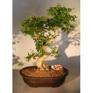 Bonsai Boys Ligustrum Bonsai Tree ligustrum lucidum
