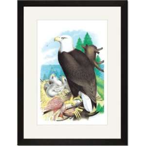   Print 17x23, The Bald Eagle (White Headed Eagle)