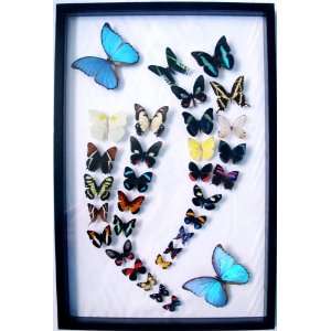 Real Framed Butterfly Art Collection with 2 Blue Morpho Butterflies in 