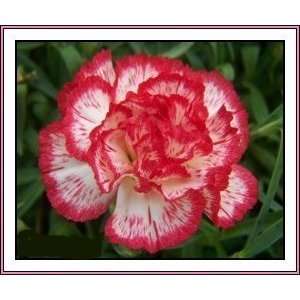  Limited Treasure Carnation Flower Seed Pack FRESH SEEDS 