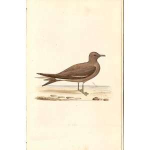  Fork Tailed Petrel Meyer H/C Birds 1842 50