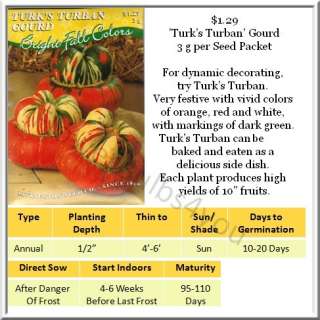 turks turban gourd is