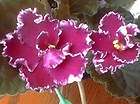 African violet PLUG starter plant REBELS CRESTED ROBIN