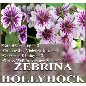   FRENCH HOLLYHOCK ~ MALVA ZEBRINA~ FLOWER SEEDS Patio, Lawn & Garden