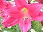 items in Bulbs N More Crinum Specialists 