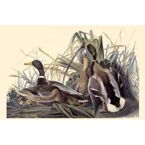  John Woodhouse Audubon   Mallard Canvas