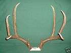 Large Mule Deer Antlers Taxidermy Horns Elk Antler lamps dog chew 
