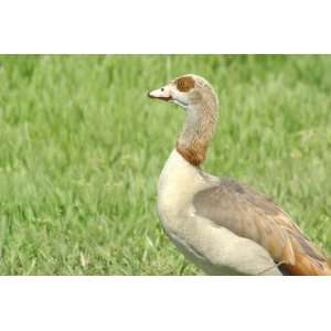  Egyptian Goose Taxidermy Photo Reference CD Sports 
