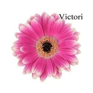  Victori Wonder Mini Gerbera Daisies   140 Stems Arts 