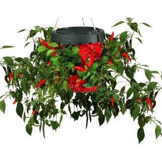   Turvy® Hummingbird Upside Down Planter   red Patio, Lawn & Garden