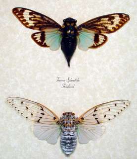   Spectabilis & Tosena Splendida 2 Cicada Set Conservation Display
