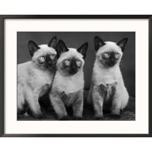 Group of Three Sweet Siamese Kittens Sitting Together Collections 