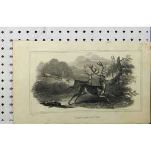  1817 Deer Shooting Stag Man Gun Country Engraving