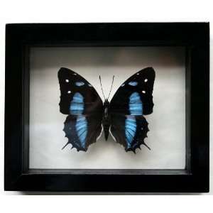  Real Blue Baeotus Beauty Butterfly With Black and White Tiger 