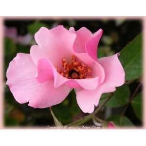  Dainty Bess (s) (Rosa Hybrid Tea)   Bare Root Rose Patio 