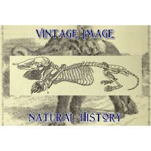   Key Ring Vintage Natural History Image Skeleton of a Mole Home
