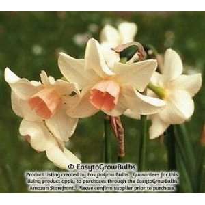  Narcissus (Daffodils) Bell Song   10 very large bulbs   12 