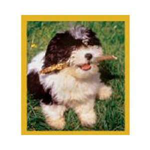Magnetic Bookmark Shih Tzu Puppy (Ready To Play), Beautiful and 