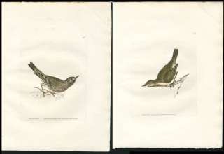 1795 ORIG LEWIN COPPER PLATE BIRD WREN ETC, 2 PRINTS  
