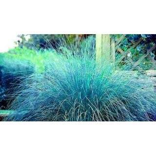  Pink Champagne Ornamental Grass 50 Seeds  RARE Patio 