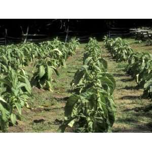  Tobacco Plants Grown at Colonial Williamsburg, Virginia 