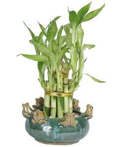 Two tier Tower Lucky Bamboo Multiple Frog Vase  