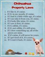 CHIHUAHUA Dog Magnet Property Laws PERSONALIZED With YOUR Dogs Name 