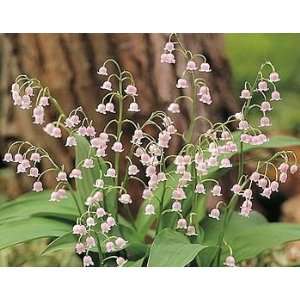    Lily of the Valley Pink   3 large pips Patio, Lawn & Garden