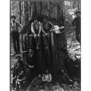  twelve foot fir tree,its destroyer,Lumberjacks,c1901