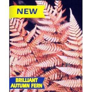  Autumn Fern (Dryopteris erythrosora)   Potted Patio, Lawn 