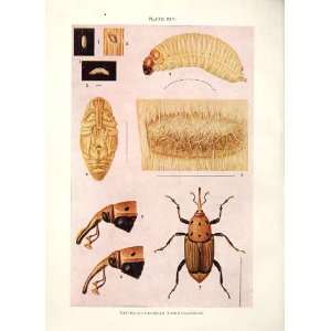  Indian Insects Beetle Rhynchophorus Ferrugineus