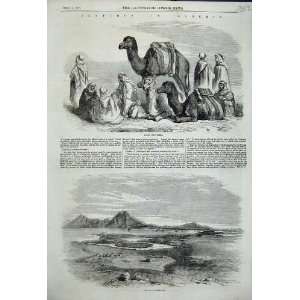 Algeria Arabs And Camels 1858 Site Carthage Print