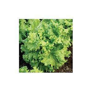  Waldmanns Lettuce   Pack Patio, Lawn & Garden