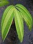 Variegated Manila Palm Seedling 20 Tall Healthy Plant