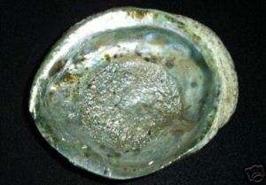 Abalone Shell, Smudge Holder  