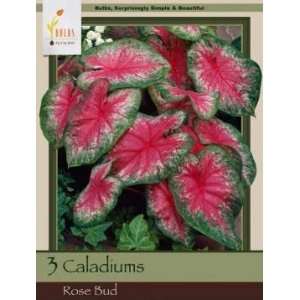  Honeyman Farms Caladium Rose Bud Pack of 3 Bulbs Patio 