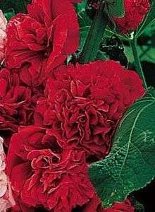 Hollyhock Seeds ★ Double Red ★ Ideal Cottage Garden Plant 