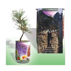  The Patent Magic Plant  Pine Tree Patio, Lawn & Garden