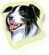 NEW Sticky Note pad   outline of Border Collie head NEW  