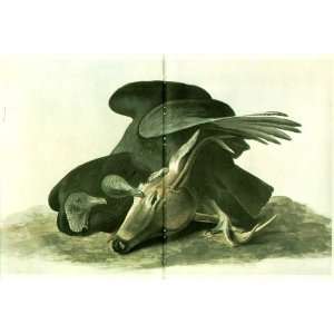  Black Vulture Original Audubon + Gray Jay