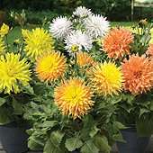 Buy Flowers from our Plants & Seeds range   Tesco