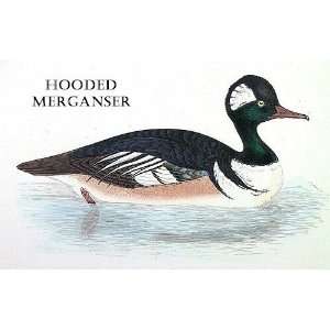  Birds Hooded Merganser Sheet of 21 Personalised Glossy 