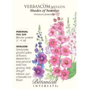  Verbascum Shades of Summer Seeds Patio, Lawn & Garden