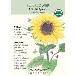   Lemon Queen Sunflower Seeds   2 grams   Organic Patio, Lawn & Garden