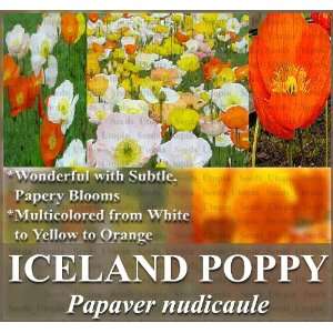  1 LB (2,700,000+) ICELAND POPPY Papaver nudicaule Flower 