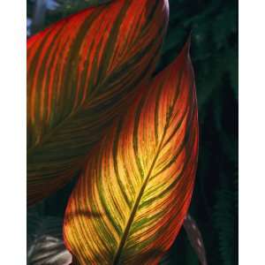   Geographic, Sunlit Cannas, 16 x 20 Poster Print